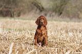 SETTER IRLANDAIS 471